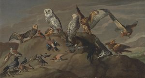 Estudio de aves de Unbekannt Unbekannt